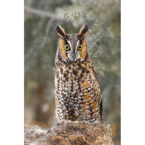 Long-eared owl-Asio otus-controlled situation-Montana White Modern Wood Framed Art Print by Jones, Adam