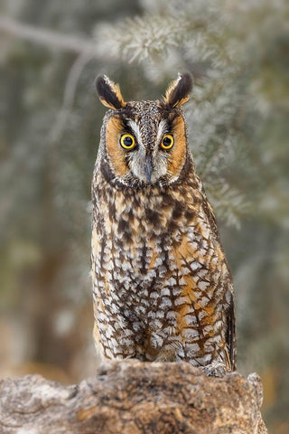 Long-eared owl-Asio otus-controlled situation-Montana Black Ornate Wood Framed Art Print with Double Matting by Jones, Adam