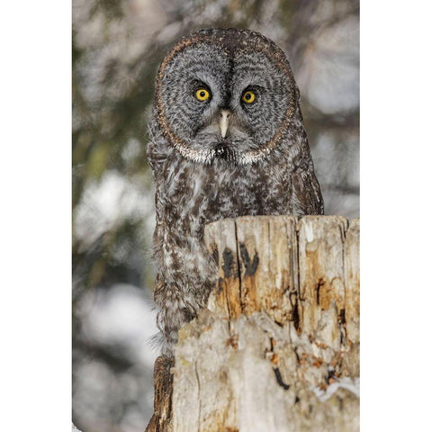 Great grey owl-Strix nebulosa-controlled situation Black Modern Wood Framed Art Print by Jones, Adam