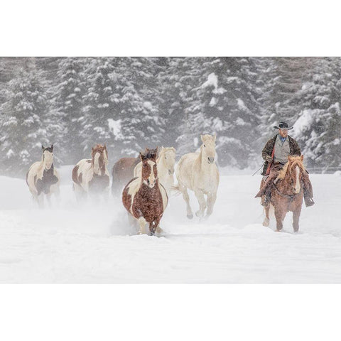 Cowboy during winter roundup-Kalispell-Montana Black Modern Wood Framed Art Print by Jones, Adam