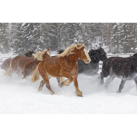 Rodeo horses running during winter roundup-Kalispell-Montana White Modern Wood Framed Art Print by Jones, Adam