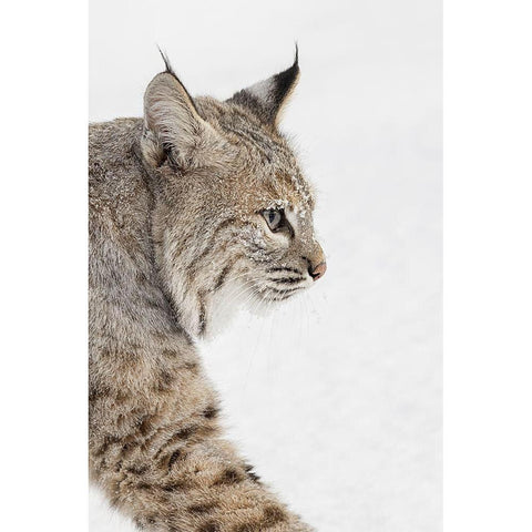 Bobcat in snow-Lynx rufus-controlled situation-Montana Black Modern Wood Framed Art Print by Jones, Adam