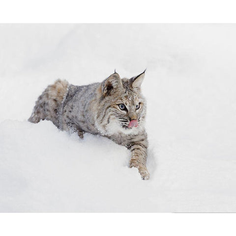 Bobcat in snow-Lynx rufus-controlled situation-Montana Black Modern Wood Framed Art Print with Double Matting by Jones, Adam