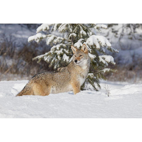 Coyote in deep winter snow-Canis latrans-controlled situation-Montana Gold Ornate Wood Framed Art Print with Double Matting by Jones, Adam