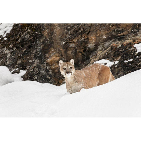 Cougar or Mountain Lion in deep winter snow-Puma concolor-controlled situation Black Modern Wood Framed Art Print by Jones, Adam