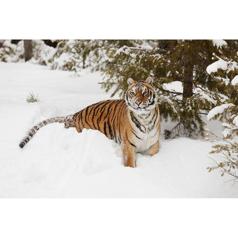 Siberian tiger in deep winter snow-Panthera tigris tigris-controlled situation-Montana Black Modern Wood Framed Art Print with Double Matting by Jones, Adam