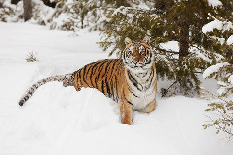 Siberian tiger in deep winter snow-Panthera tigris tigris-controlled situation-Montana White Modern Wood Framed Art Print with Double Matting by Jones, Adam