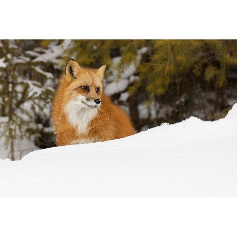 Red fox in deep winter snow-Vulpes vulpes-controlled situation-Montana Black Modern Wood Framed Art Print by Jones, Adam