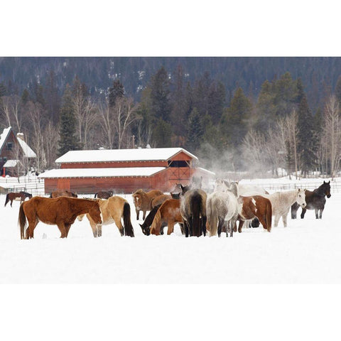 Rodeo horses running during winter roundup-Kalispell-Montana Black Modern Wood Framed Art Print by Jones, Adam