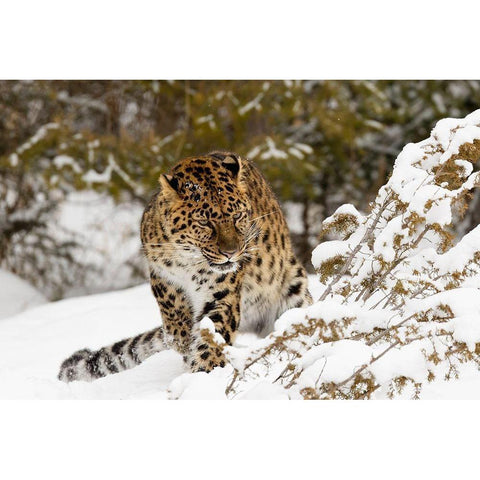 Amur leopard-Panthera pardus orientalis-controlled situation White Modern Wood Framed Art Print by Jones, Adam