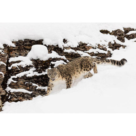 Snow leopard in winter snow-Panthera uncia-controlled situation Gold Ornate Wood Framed Art Print with Double Matting by Jones, Adam