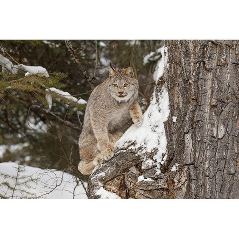 Canada lynx in winter-Lynx canadensis-controlled situation Gold Ornate Wood Framed Art Print with Double Matting by Jones, Adam