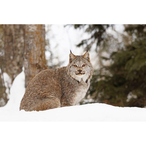 Canada lynx in winter-Lynx canadensis-controlled situation Black Modern Wood Framed Art Print by Jones, Adam
