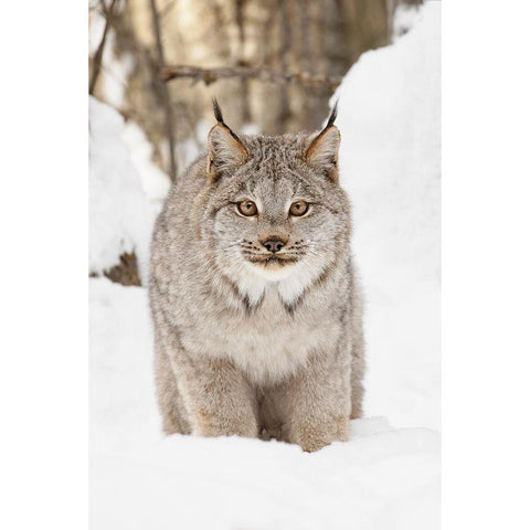 Canada lynx in winter-Lynx canadensis-controlled situation White Modern Wood Framed Art Print by Jones, Adam