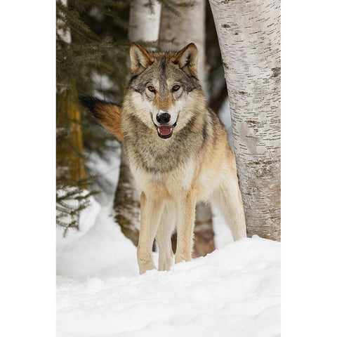 Tundra wolf-Canis lupus albus-in winter-controlled situation-Montana White Modern Wood Framed Art Print by Jones, Adam