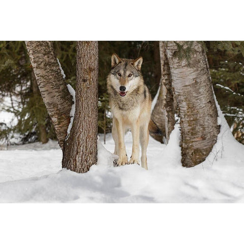 Tundra wolf-Canis lupus albus-in winter-controlled situation-Montana Gold Ornate Wood Framed Art Print with Double Matting by Jones, Adam