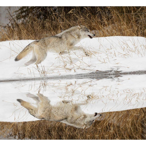 Tundra wolf running-Canis lupus albus-in winter-controlled situation-Montana White Modern Wood Framed Art Print by Jones, Adam