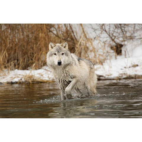 Tundra wolf-Canis lupus albus-in winter-controlled situation-Montana White Modern Wood Framed Art Print by Jones, Adam