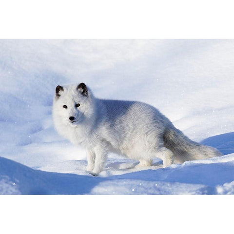 Arctic fox in winter-Vulpes lagopus-controlled situation Gold Ornate Wood Framed Art Print with Double Matting by Jones, Adam