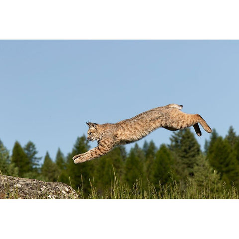 Bobcat jumping-Lynx Rufus Captive Gold Ornate Wood Framed Art Print with Double Matting by Jones, Adam