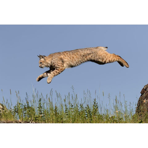 Bobcat jumping-Lynx Rufus Captive Black Modern Wood Framed Art Print by Jones, Adam