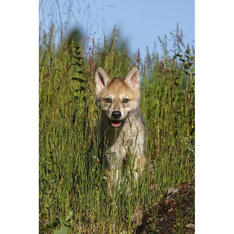 Wolf pup-Canis lupus-Captive Black Modern Wood Framed Art Print with Double Matting by Jones, Adam