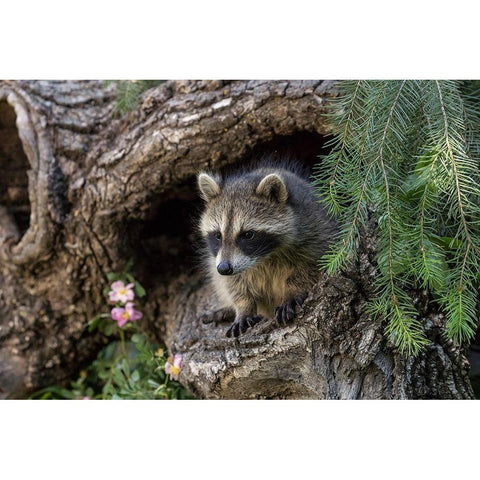 North American raccoon-in hollow log-Procyon lotor-Montana Gold Ornate Wood Framed Art Print with Double Matting by Jones, Adam