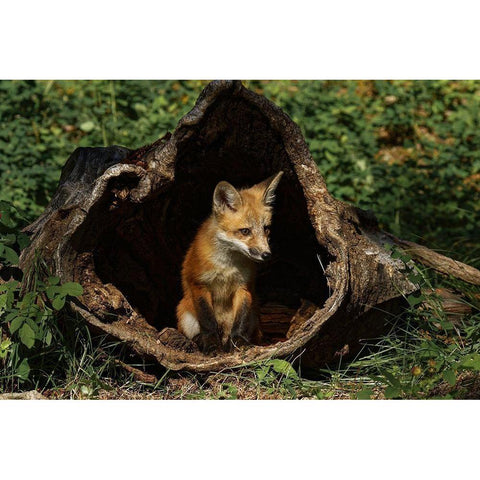 Red Fox kit-Vulpes Vulpes Captive Black Modern Wood Framed Art Print by Jones, Adam
