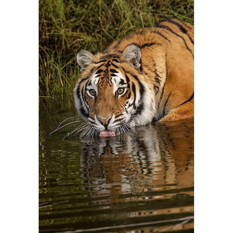 Siberian Tiger reflection while drinking-Panthera tigris Altaic Captive White Modern Wood Framed Art Print by Jones, Adam