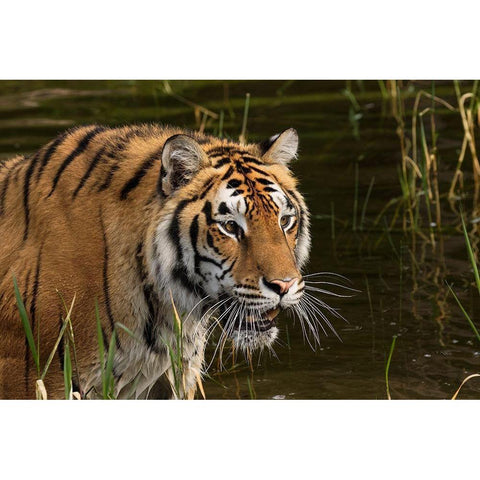 Siberian Tiger-Panthera tigris Altaic Captive Black Modern Wood Framed Art Print by Jones, Adam