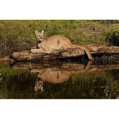 Mountain lion and reflection on pond-Kalispell-Montana controlled situation Puma concolor White Modern Wood Framed Art Print by Jones, Adam