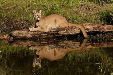 Mountain lion and reflection on pond-Kalispell-Montana controlled situation Puma concolor Black Ornate Wood Framed Art Print with Double Matting by Jones, Adam