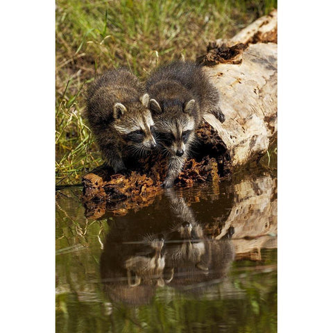 North American raccoon-and reflection on pond-Procyon lotor-Montana Gold Ornate Wood Framed Art Print with Double Matting by Jones, Adam