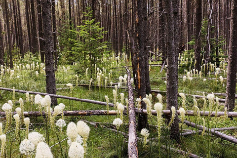 Beargrass in forest-Glacier National Park-Montana Xerophyllum tenax Black Ornate Wood Framed Art Print with Double Matting by Jones, Adam