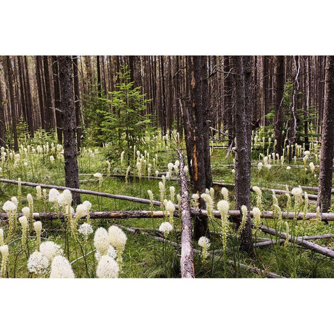 Beargrass in forest-Glacier National Park-Montana Xerophyllum tenax White Modern Wood Framed Art Print by Jones, Adam