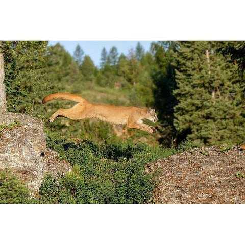 Mountain lion jumping across rocks-Puma concolor-Captive Gold Ornate Wood Framed Art Print with Double Matting by Jones, Adam