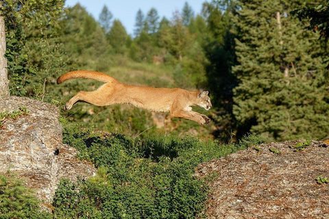 Mountain lion jumping across rocks-Puma concolor-Captive Black Ornate Wood Framed Art Print with Double Matting by Jones, Adam
