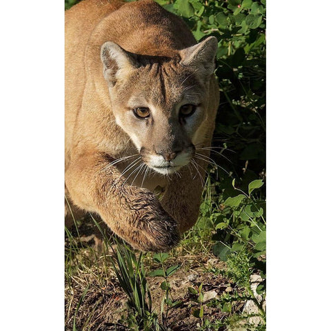 Mountain lion stalking-Puma concolor-Captive White Modern Wood Framed Art Print by Jones, Adam