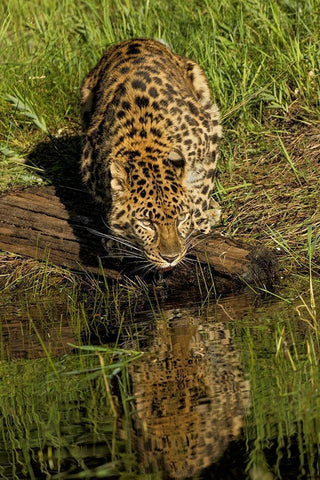 Amur Leopard and reflection while drinking-Panthera pardus orientalis-Captive White Modern Wood Framed Art Print with Double Matting by Jones, Adam