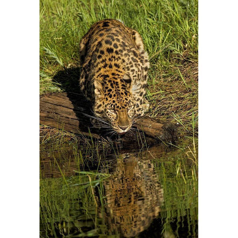 Amur Leopard and reflection while drinking-Panthera pardus orientalis-Captive Black Modern Wood Framed Art Print by Jones, Adam