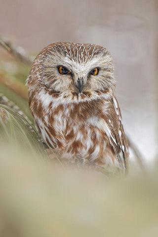 Northern saw-whet owl-Aegolius acadicus-controlled situation-Montana Black Ornate Wood Framed Art Print with Double Matting by Jones, Adam