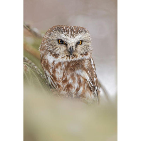 Northern saw-whet owl-Aegolius acadicus-controlled situation-Montana Black Modern Wood Framed Art Print by Jones, Adam