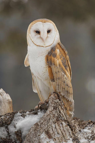 Barn owl-Tyto alba-controlled situation-Montana White Modern Wood Framed Art Print with Double Matting by Jones, Adam