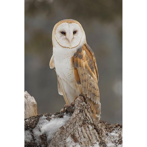 Barn owl-Tyto alba-controlled situation-Montana White Modern Wood Framed Art Print by Jones, Adam