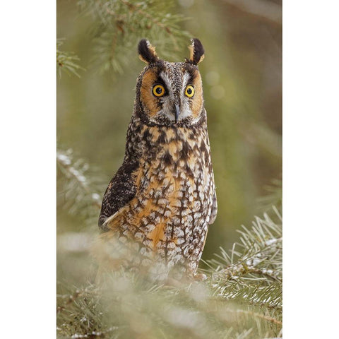 Long-eared owl-Asio otus-controlled situation-Montana Black Modern Wood Framed Art Print with Double Matting by Jones, Adam
