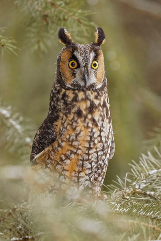 Long-eared owl-Asio otus-controlled situation-Montana Black Ornate Wood Framed Art Print with Double Matting by Jones, Adam