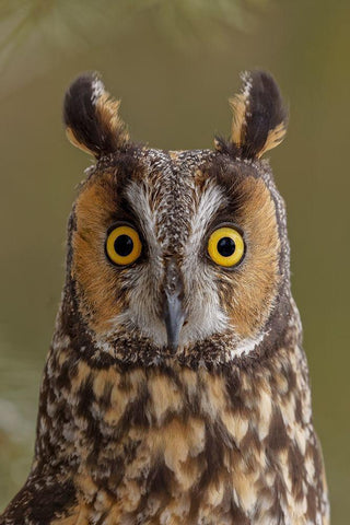 Long-eared owl-Asio otus-controlled situation-Montana White Modern Wood Framed Art Print with Double Matting by Jones, Adam