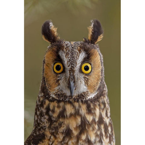 Long-eared owl-Asio otus-controlled situation-Montana Gold Ornate Wood Framed Art Print with Double Matting by Jones, Adam