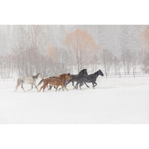 Horses during winter roundup-Kalispell-Montana White Modern Wood Framed Art Print by Jones, Adam