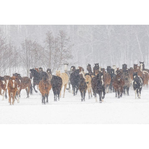 Horses during winter roundup-Kalispell-Montana Black Modern Wood Framed Art Print by Jones, Adam